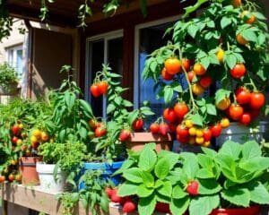 Essbare Pflanzen für den Balkon: Selbstversorgung leicht gemacht