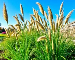 Ziergräser für den Garten: Elegante Akzente das ganze Jahr